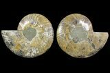 Bargain, Cut & Polished Ammonite Fossil - Madagascar #148065-1